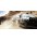 Gra Pc Colin McRae DiRT 2