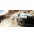 Gra Pc Colin McRae DiRT 2